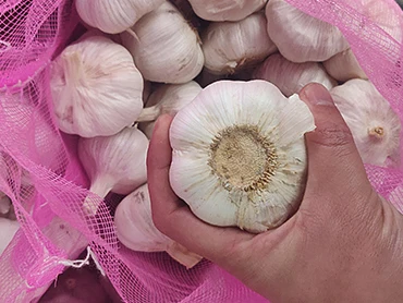 Garlic Chinese fresh pure white garlic for wholesale fresh vegetables in 20kg mesh bags/cartons factory price fresh white garlic