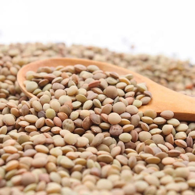 New crop  high quality of Chinese Dried Green Lentils