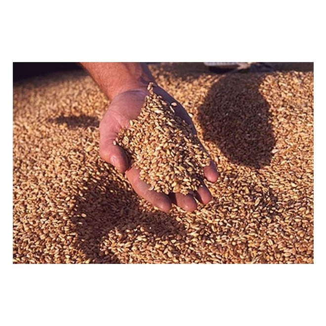 
Fresh Style Soft Texture organic wheat suppliers for hot sale 