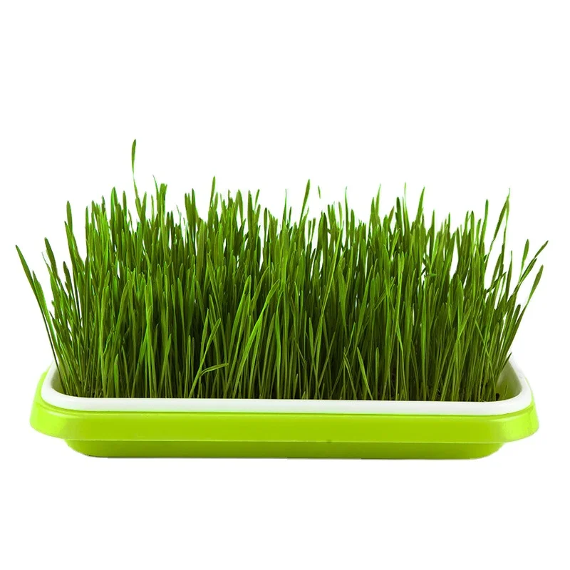 Cheap Price Durable Reusable Plastic Seedling Trays/Grow Tray/Sprout Tray Microgreen Tray