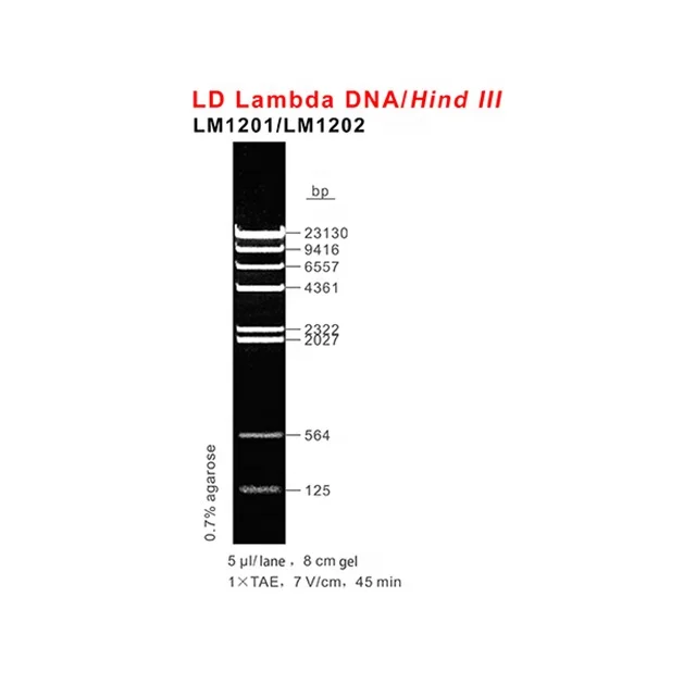LD Lambda DNA /Hind III, DNA Marker, OEM