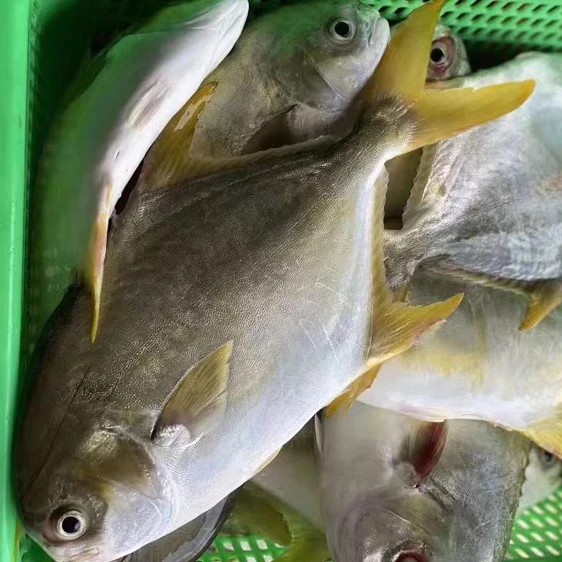 Wholesale good quality fresh golden pompano fish pomfret frozen whole golden pompano fish sale