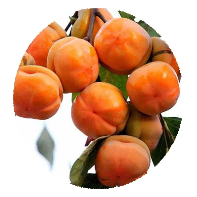 2021 свежие гибридные семена фруктов, семена Persimmon для выращивания фруктовых семян