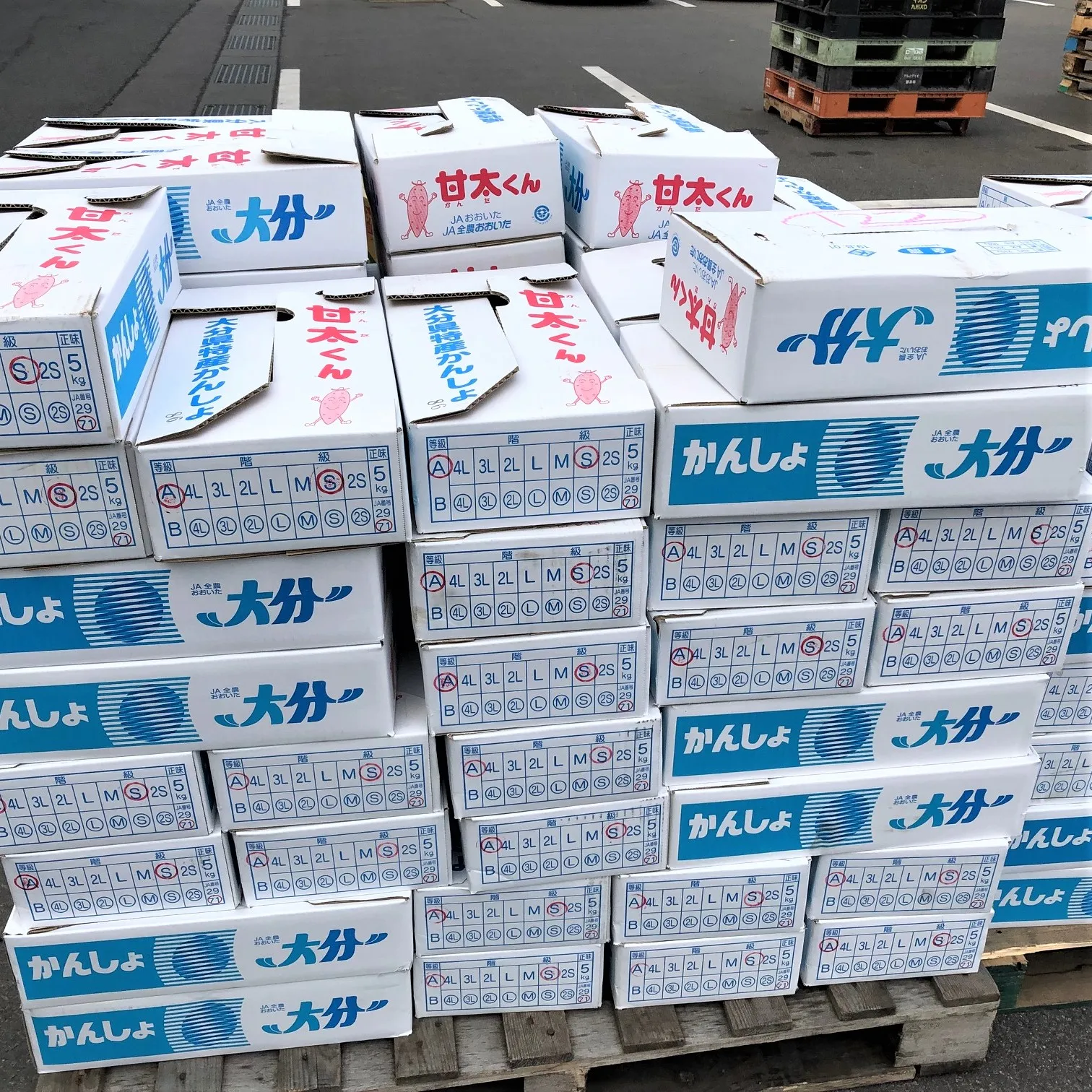 
Hot sale delicious low heat japan frozen fresh sweet potato for wholesale 