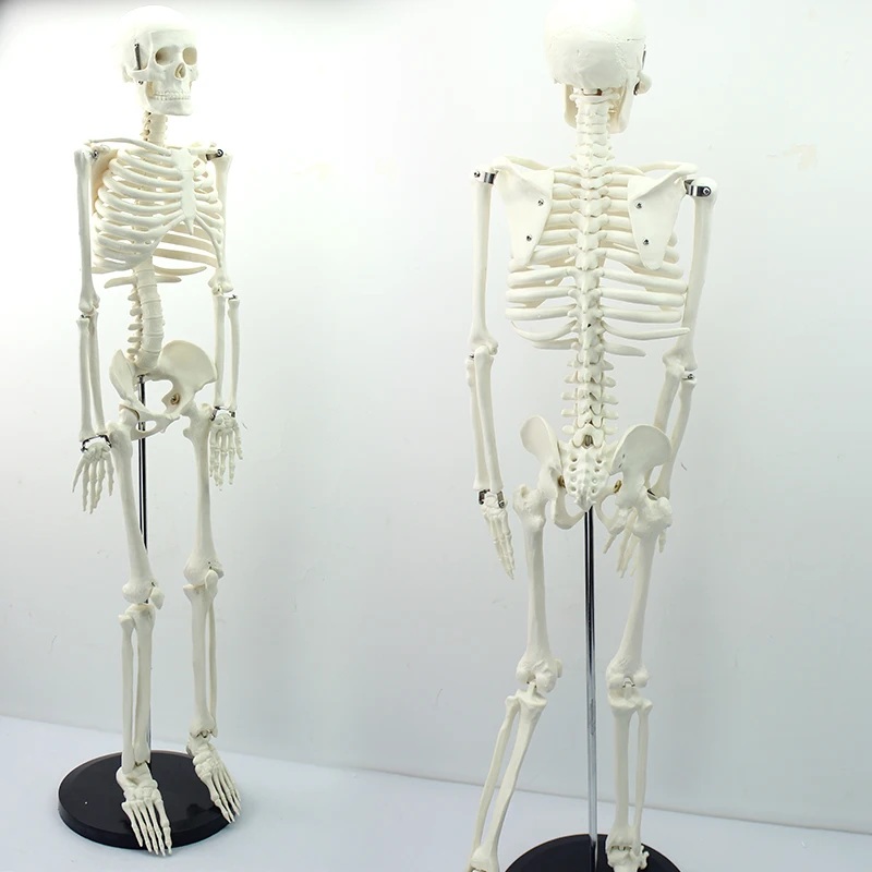 Human Teaching Skeleton Model Spinal Column Model 85cm Human Skeleton with Natural size of pvc