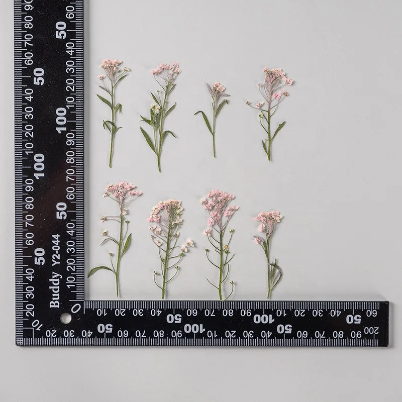 Wholesale dried Lobularia maritima embossed sweet alyssum pressed flower for DIY Phone Case Nail Art Jewelry Postcard decoration