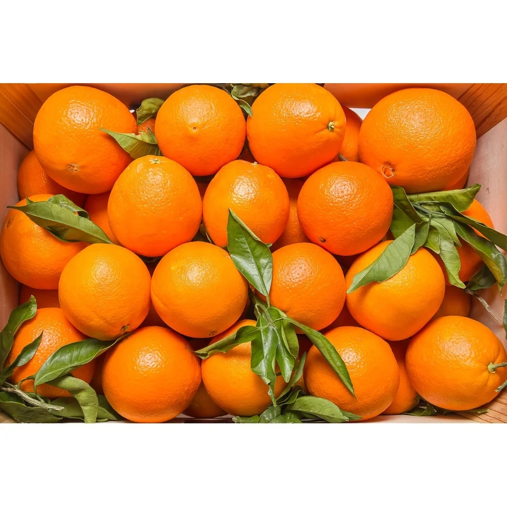 Fresh Eureka Adalia Verna Lemons and Valencia Navel Oranges Exporters Citrus Fruit from Trusted Sources