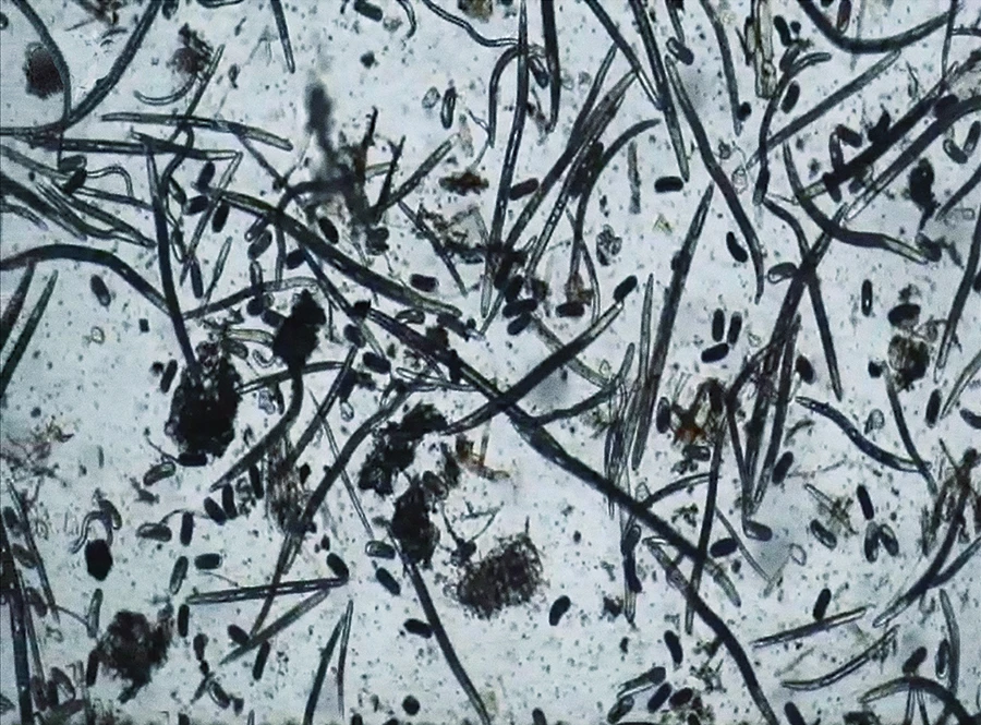 Bio Fungicide against Nematodes Chitosan Oligosaccharide Chelated Copper or Zinc