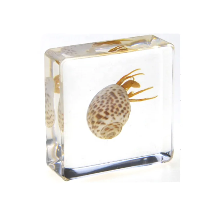 Прозрачный сувенир из смолы в виде морских животных подарок образец краба Hermit для коллекции