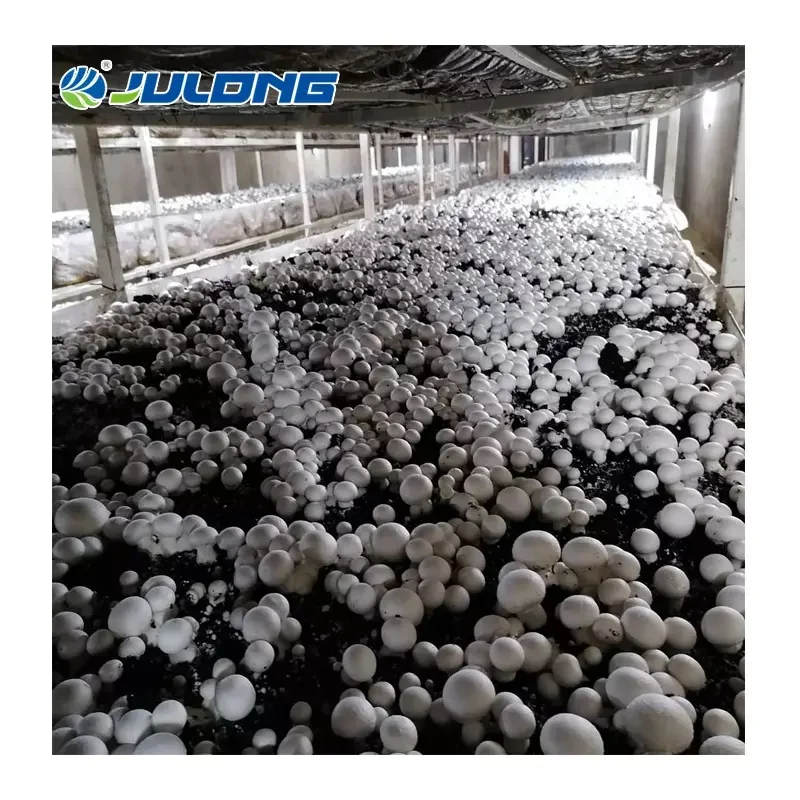 Shiitake Logs Monkey Head Oyster Mushroom Container Greenhouse Shipping Container Farm Container Growing Equipment