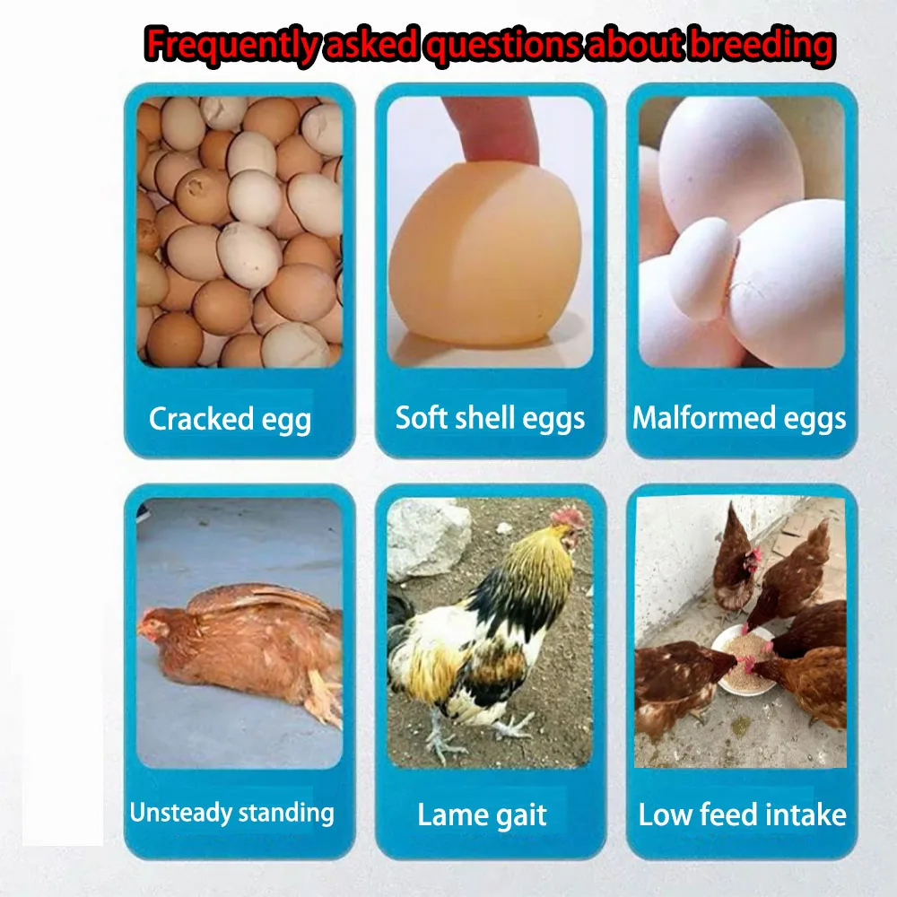 0.5%layer feed chicken poultry chicken layer feed poultry feed additives for layers