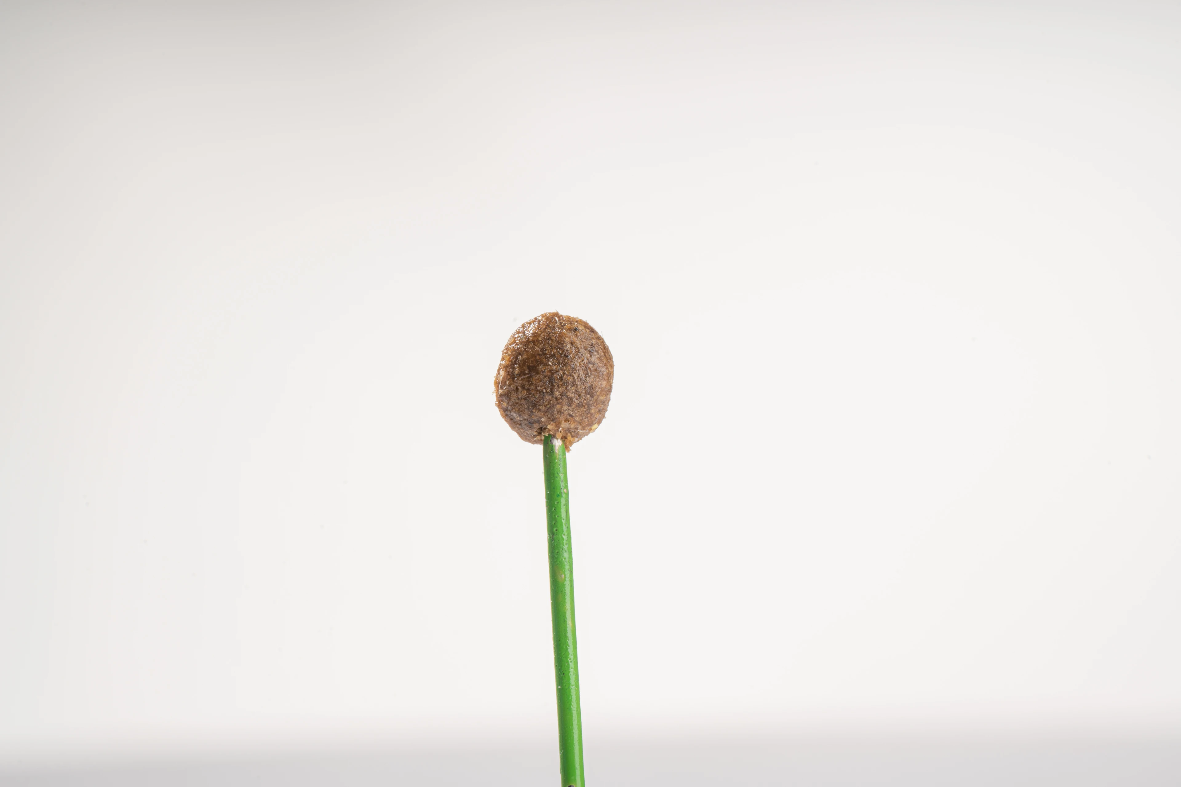 100% натуральный корм для кошек оптом Лучший Качественный сухой домашних животных упаковочный на заказ