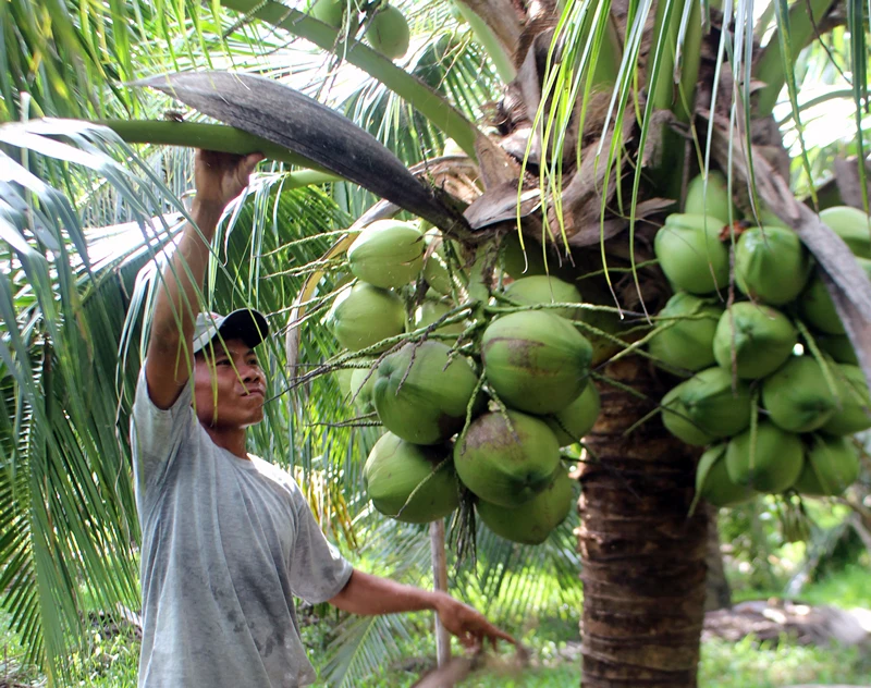 FRESH YOUNG COCONUT_COCONUT WATER_FRESH DELICIOUS EXPORT FRESH YOUNG COCONUT IN VIETNAM 2022