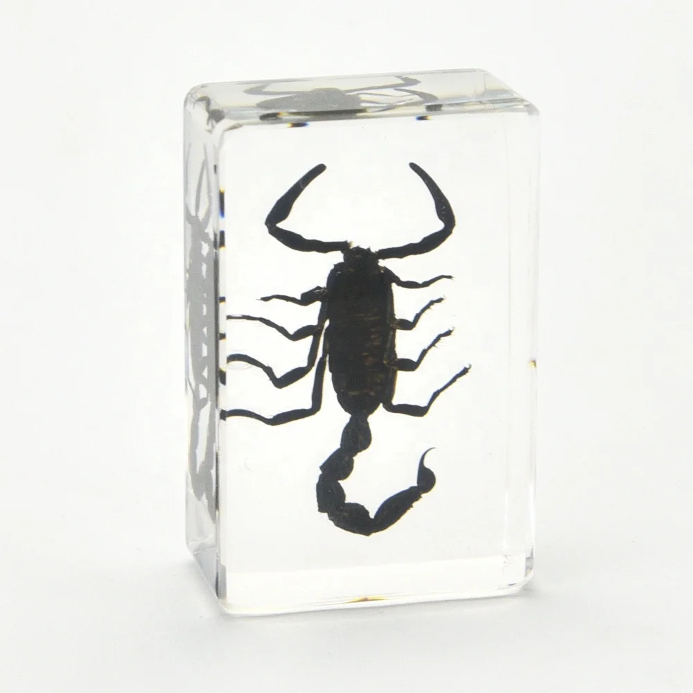 real scorpion resin paperweight 44*29*16 mm custom logo clear resin paper weights