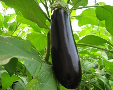 Vigorous growth hybrid eggplant seeds for growing