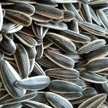 Hot Selling Chinese Non GMO High Quality Good Price Organic Raw Sunflower Kernels Seeds