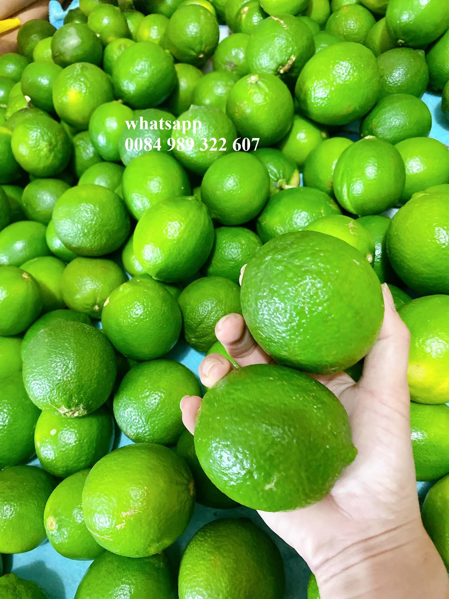 lime (37).jpg