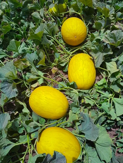 
Moroccan farms high quality fresh fruits sweet canary yellow melon for sale 