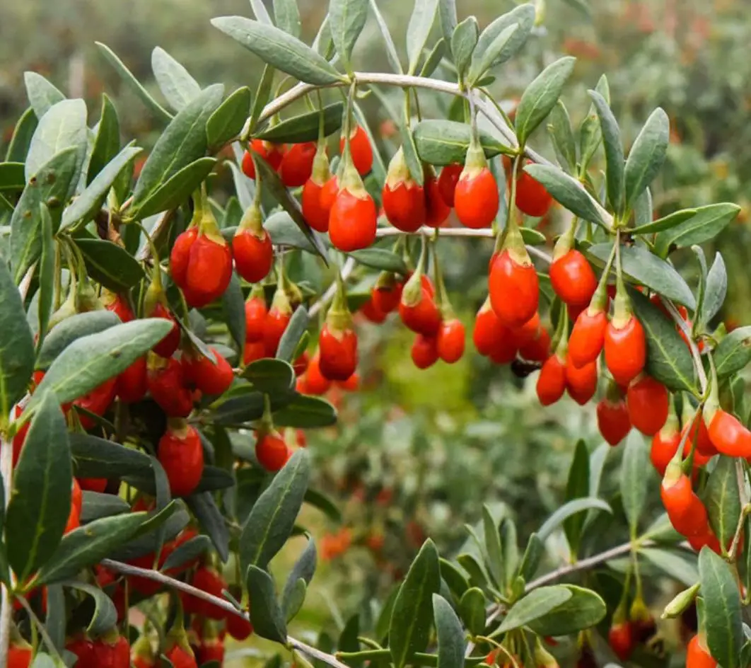 Премиум Китайский Сушеный Красный gojiberry органический красный wolfberry оптовая цена на экспорт