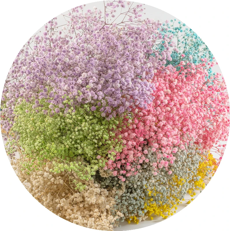 Factory Wholesale High Quality Decorative Dried Flowers Natural Real Dried Babys Breath Flower Gypsophila Bush
