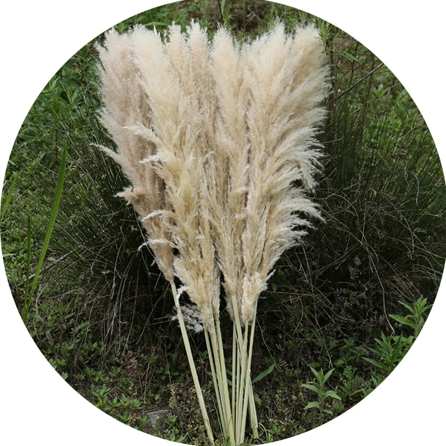 boho home wedding decor dried pompass grass flowers large pampas grass stems