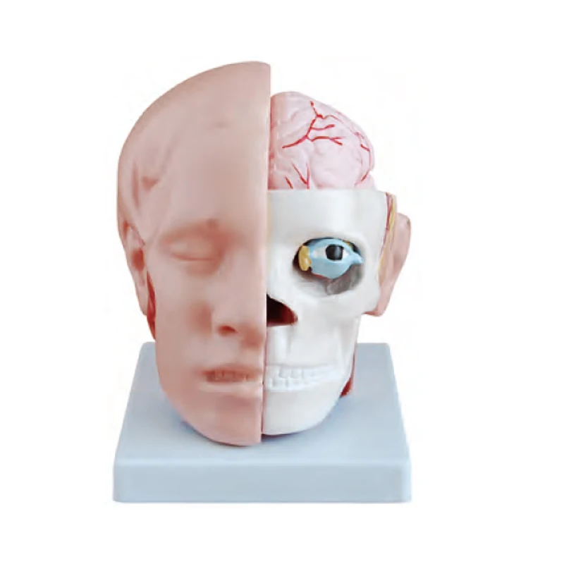 Natural Anatomical Skull Model Large PVC Medical Teaching Model for Medical School Training