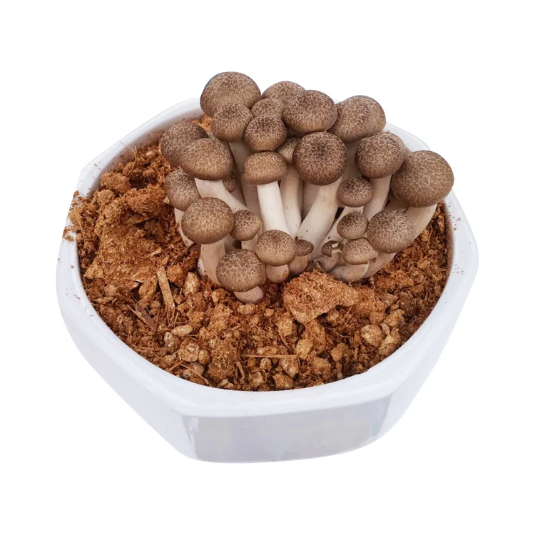 
China Agricultural Product brown Shimeji fresh Mushrooms Edible Mottled Fungi for Marketplace 