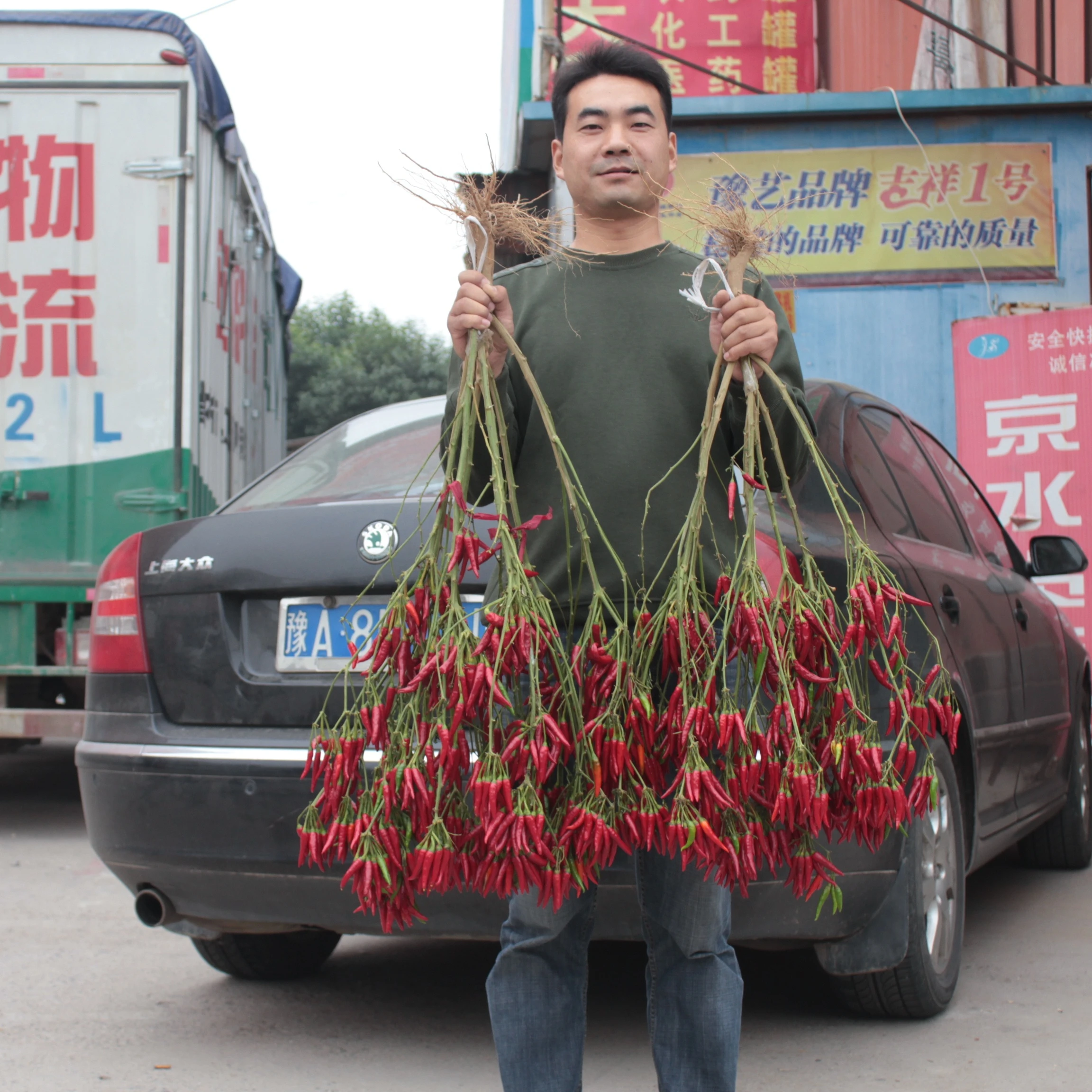 Hybrid Red Cluster Upright Pepper Seeds Chilli Seeds- Sky King Star No. 3