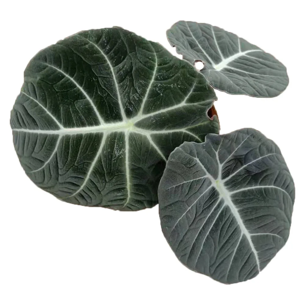 Черная бархатная зеленая листва Alocasia reginula темные бархатистые белые