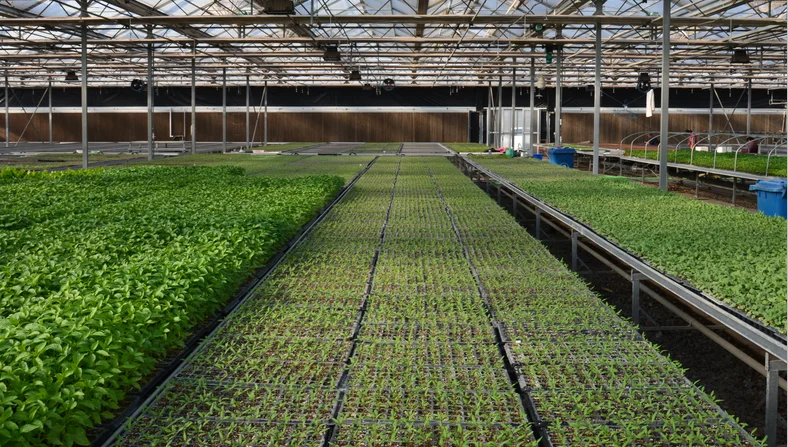 
50 Cells plastic seed start tray 0.4mm to 1.5mm PS seedling nursery tray 