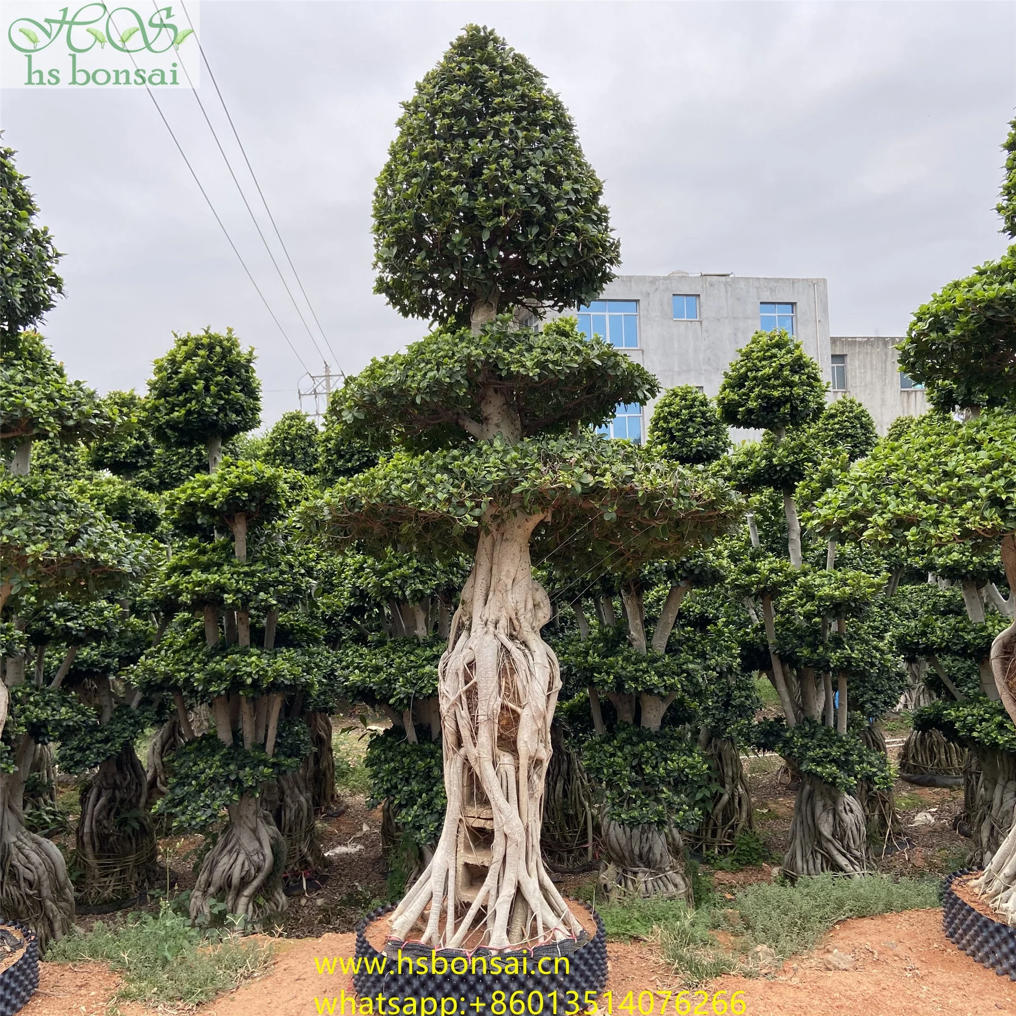 
Beautiful FICUS MICROCARPA ,Chinese Banyan ,Ornamental plants ficus plants bottle shape at 2.8-3.2m height 