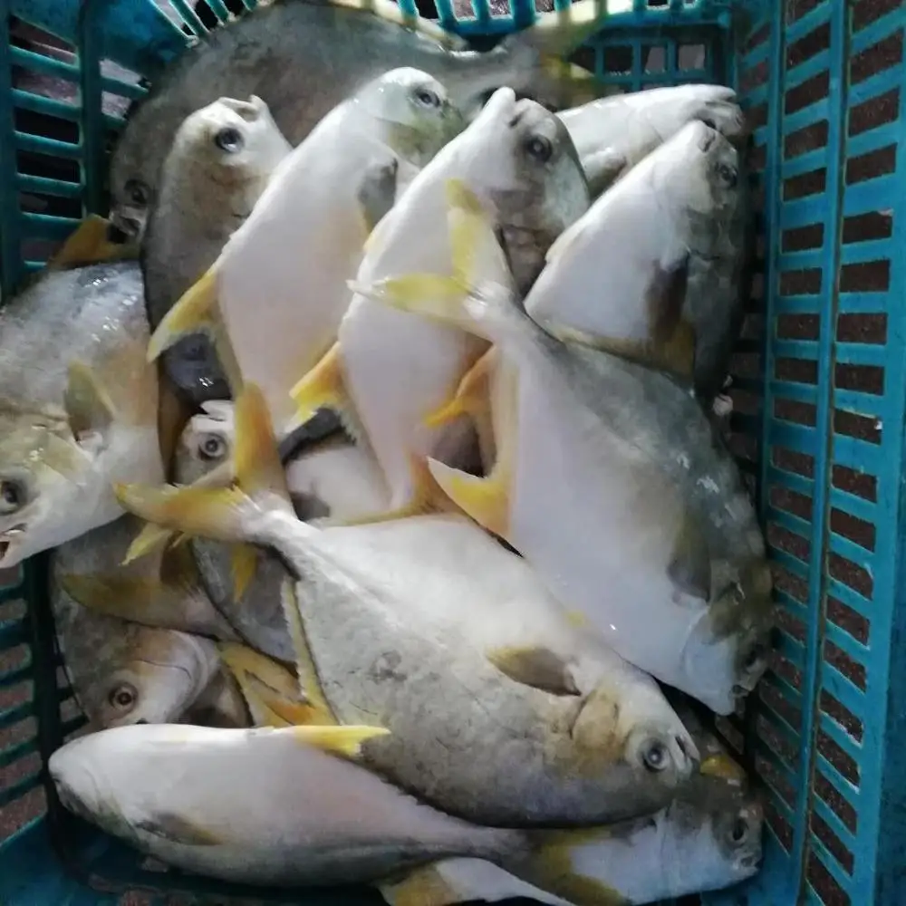 
seafood frozen gold pompano pomfret fish 