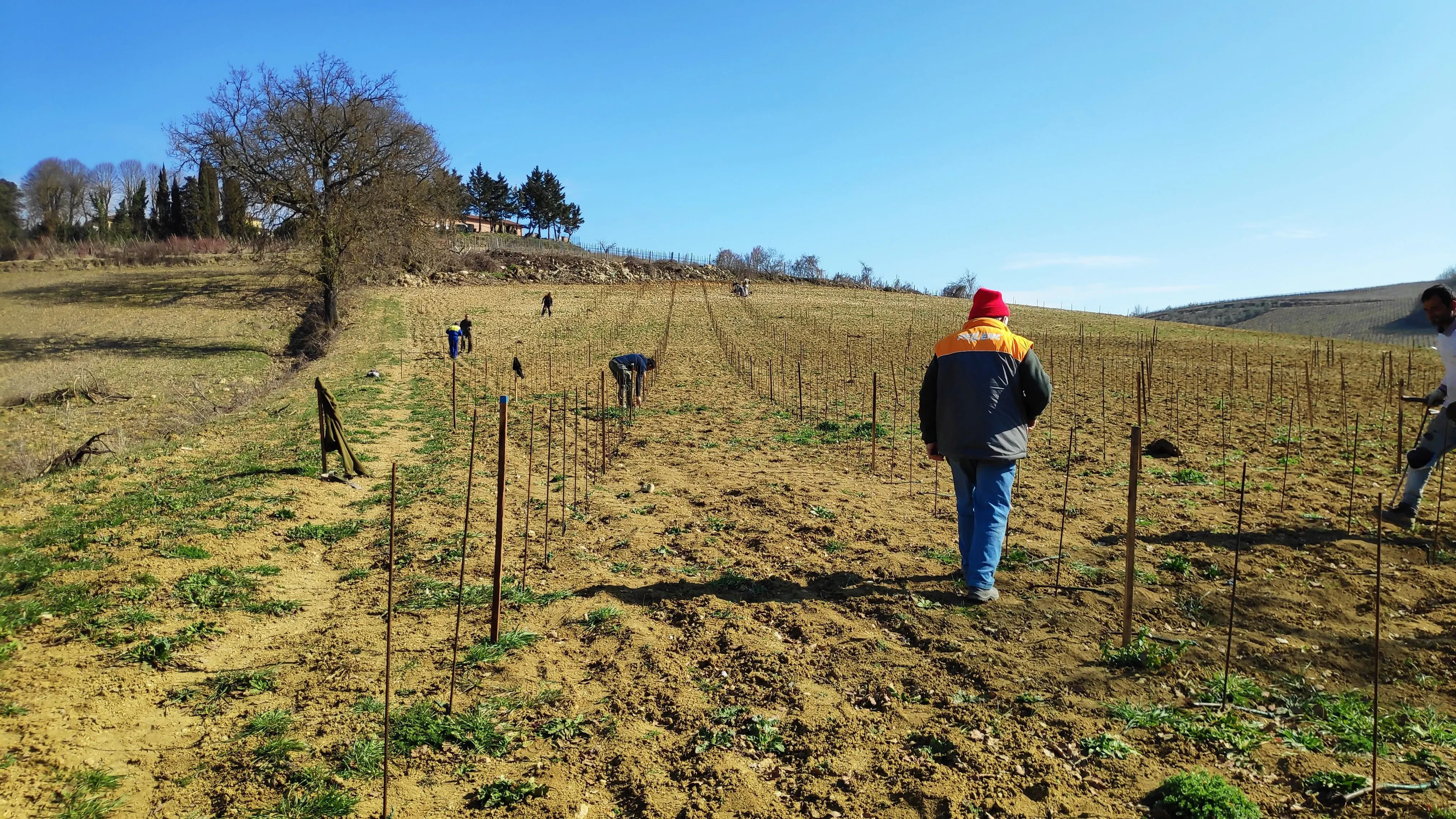 IL CILIEGIO White Flour Made in Italy  Wholesale High Quality  500 gr Artisan Corn Flour for Polenta