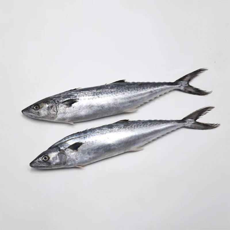 frozen spanish mackerel/spanish mackerel spanish mackerel lures/frozen fish spanish mackerel