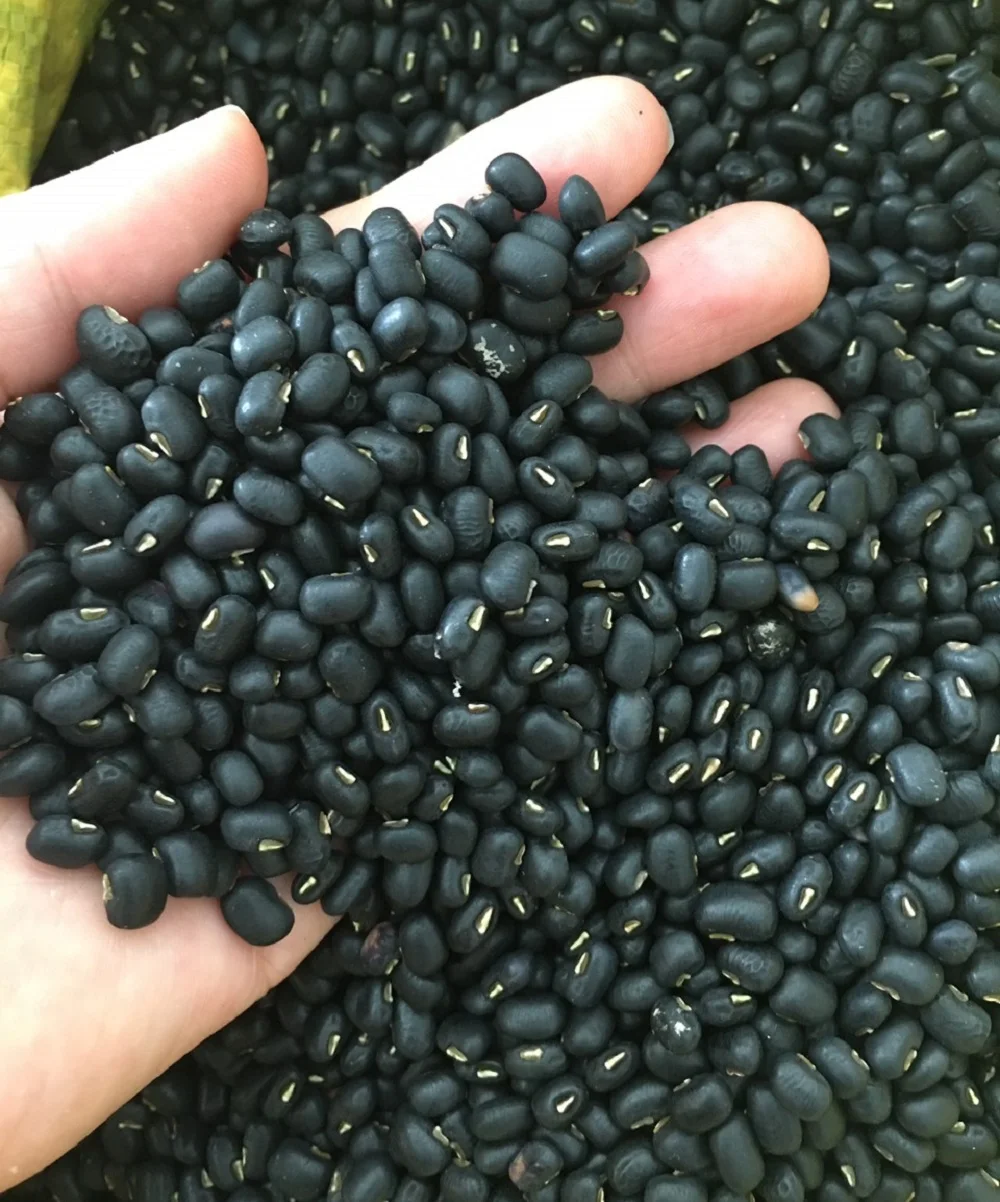 Wholesale New Crop Black Beans Vietnam Supplier Wholesales High Quality Raw Vietnam Black Bean