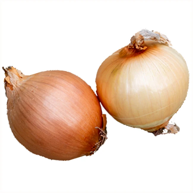 Wholesale white radish cabbage fresh fruit vegetable white radish