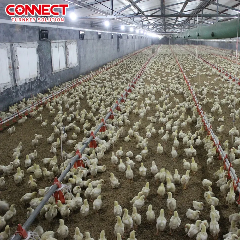50000 Poultry Complete Set Broilers Shed Automatic House Feeding Husbandry Plant Equipment Chicken Farm Line System Machine