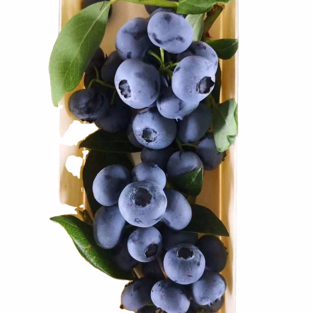 
fresh blueberry sweet tasty chinese blueberry in bunch 
