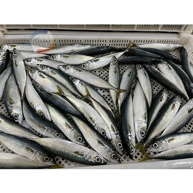pacific mackerel (2)