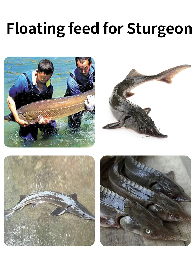 Pellet feed for Sturgeon