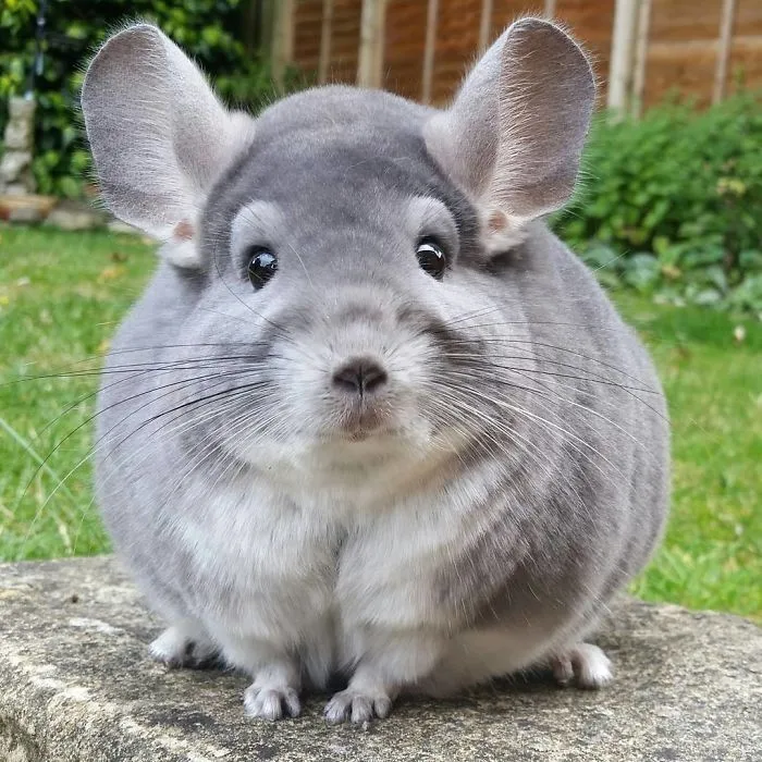 Полировка оптического стекла Chinchillas, пыль для купания, высококачественный микро-силикагель