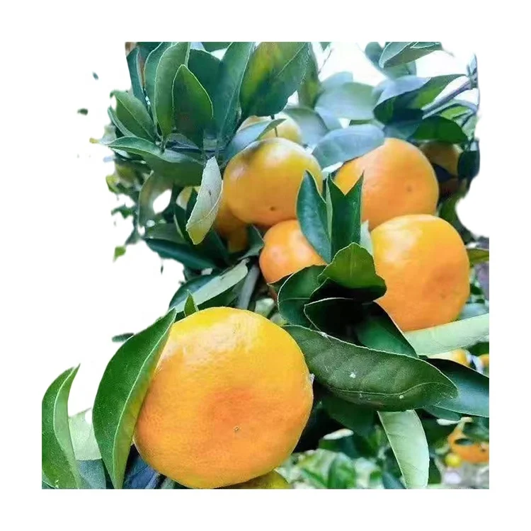 
High Quality Cheap Crop Fresh Citrus Fruit Navel Oranges Sweet Delicious Mandarin 