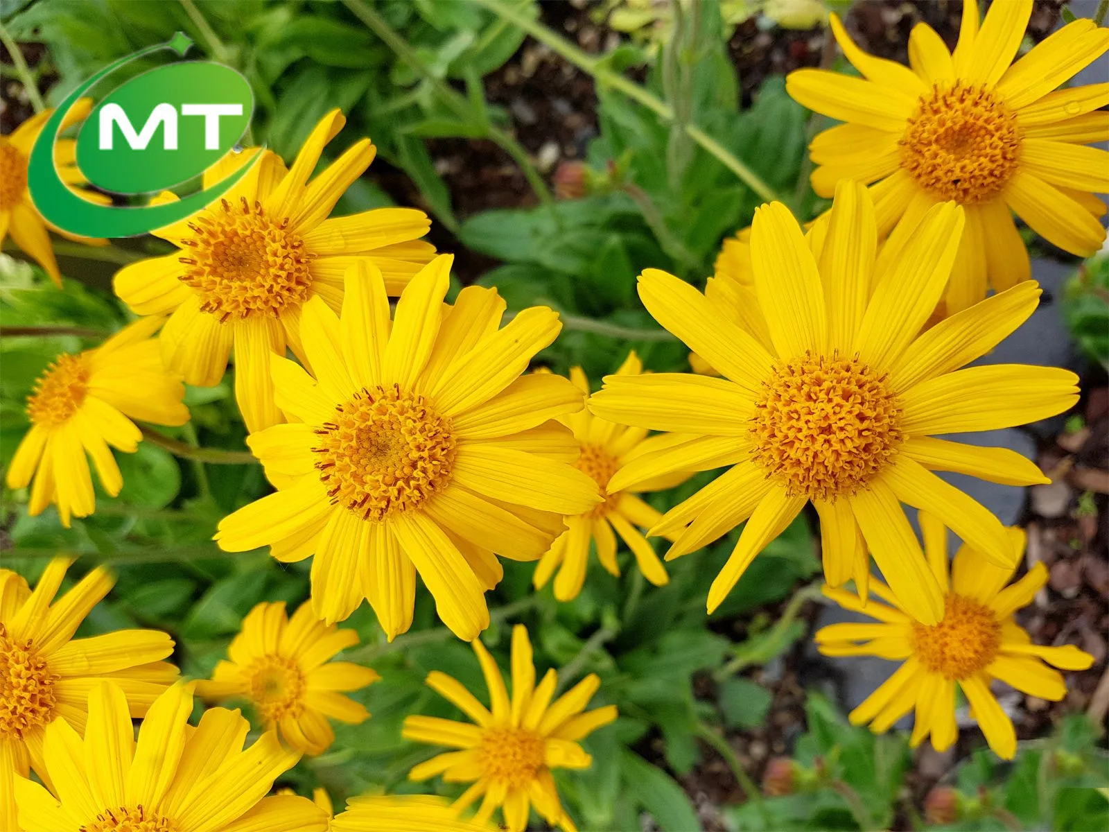 ISO Free sample High Quality 100% Nature Organic Mountain Arnica Montana Flower Extract Powder Cosmetic for skin hair