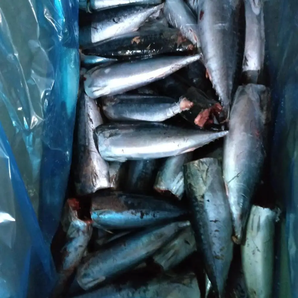 
Frozen Bonito Tuna fish HGT seafrozen BQF for CANNING 