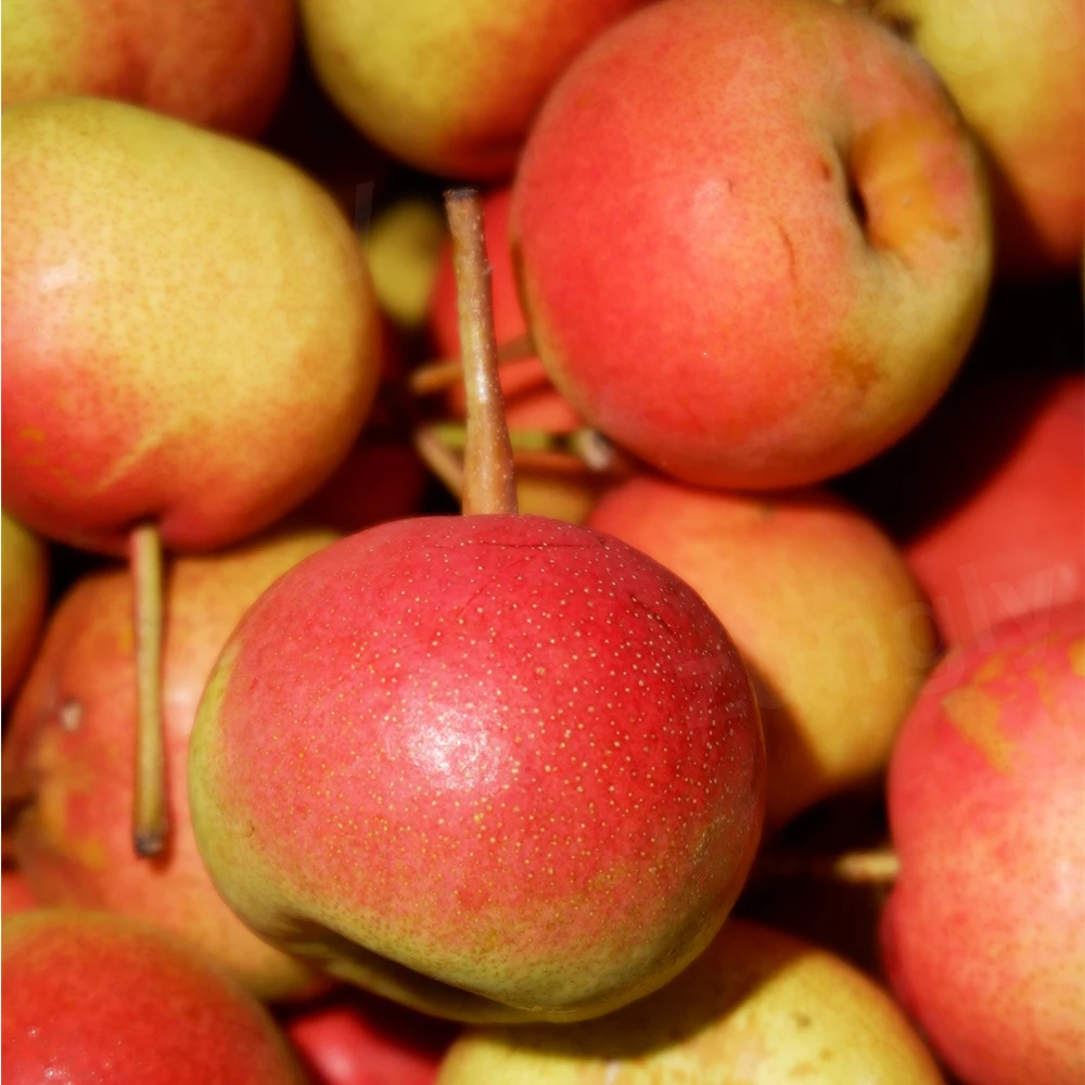 Sweet Crispy Small Red Snow Pear Fresh Fruit China Price