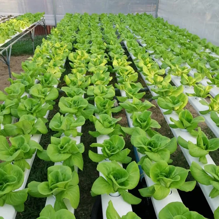Searea Hydroponics Growing System for vegetable planting