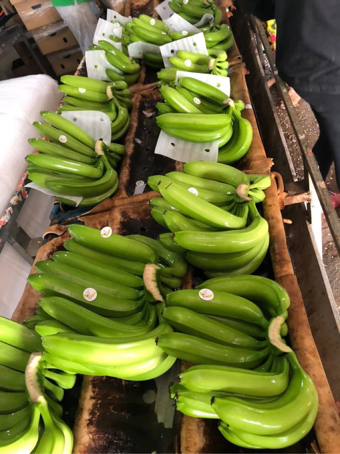 
High Quality Fresh Vietnam Bananas With Competitive Price 