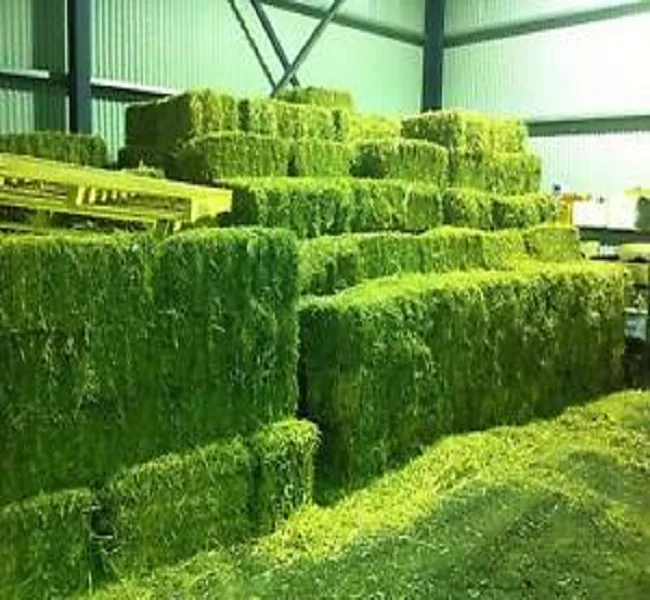 Alfafa Hay for Animal Feeding Stuff Alfalfa,hay/alfalfa hay pellets