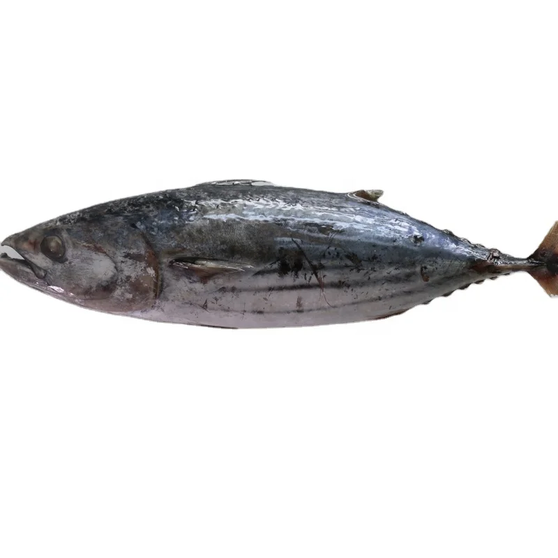 Wholesale good quality Fresh frozen frozen skip jack fish skipjack tuna for sale