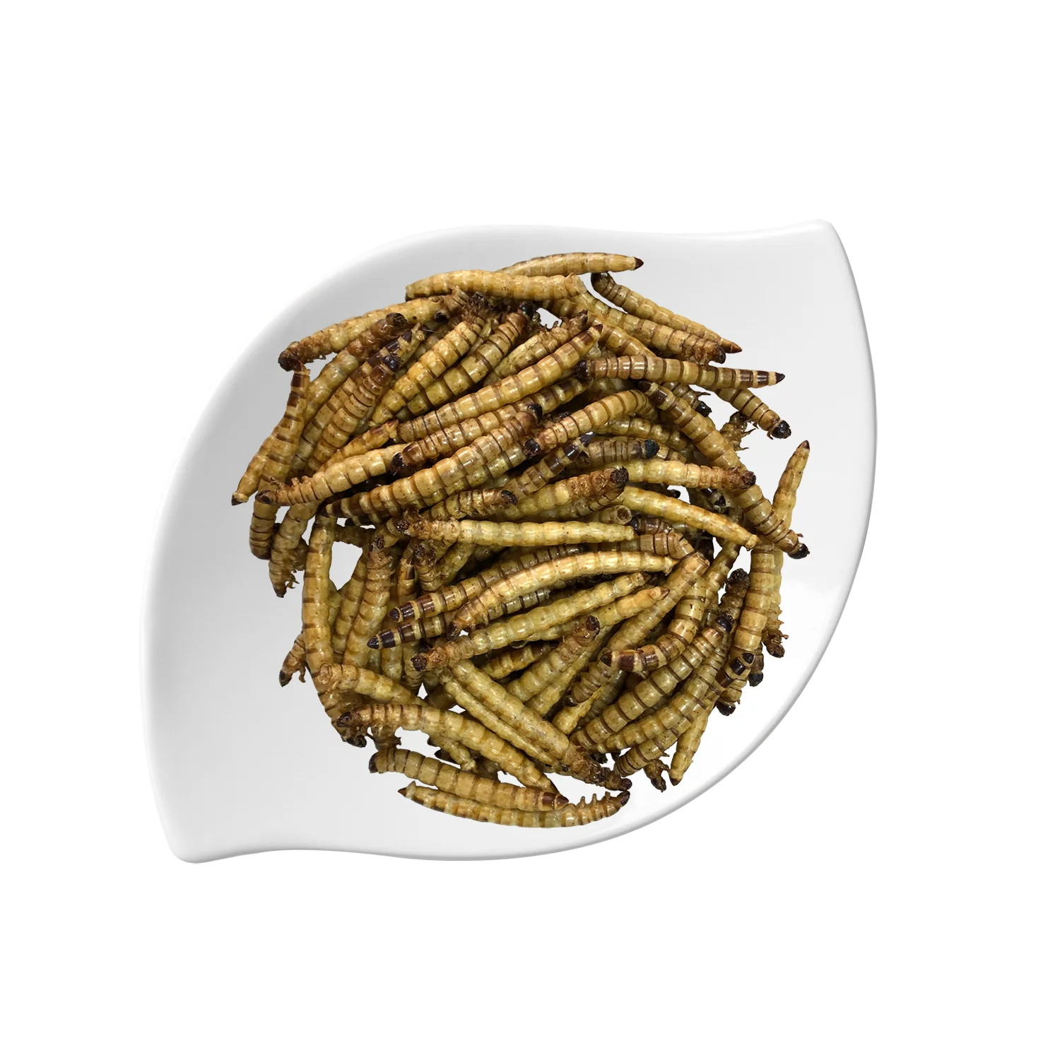 Superworm Giant Mealworms Edible Bugs Insect Protein Dry Maggot Zophobas Morio